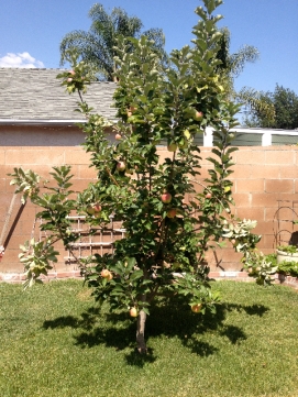 Look at their adorable apple tree! Simon & Elaine are Good Apples.