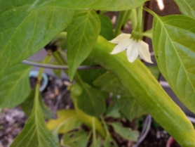 This is a banana pepper flower looking at it's future.