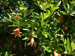 This pomegranate tree's flowers are red like the fruit will be. I like that the fruit looks like stars and Christmas ornaments. And that the leaves match the shape of the stars. Very different from the winding Dr. Suess elongated zucchini. But still very Dr. Suess.
